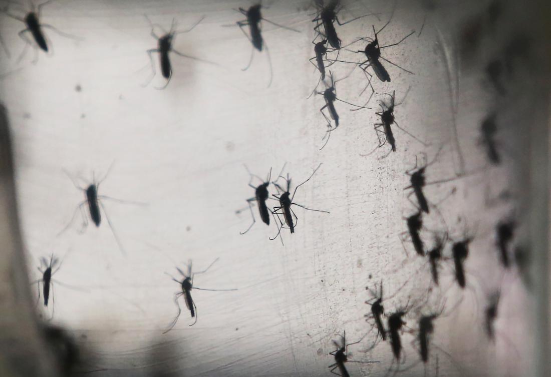 Zika-virus-mosquitos